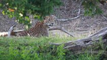 Full Day Private Yala Safari Trip with Lunch