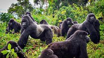 Private Gorilla Trekking Transfer from kigali to Volcanoes N.Park