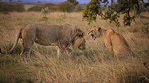 Best 3-Days 2-nights Tanzania Private Budget Camping Safari