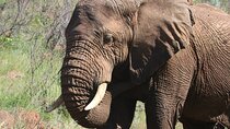 Addo Elephant Park Full Day Tour