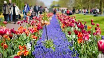 Keukenhof Gardens Day Trip from Amsterdam - Private & Custom Tour