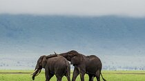 3 Day Safari Expedition from Arusha