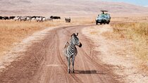4 Day Ngorongoro Crater Tarangire and Serengeti National Park