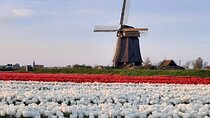 Private guided non touristic tulip and windmill tour