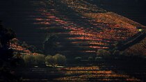 Lunch and Wine Tasting in the Douro Valley Region