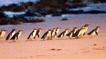 Small Group Tour of 2-7pax in Phillip Island & Churchill Island