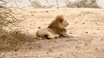 3 Days Tanzania Private Budget Safari to Serengeti & Ngorongoro