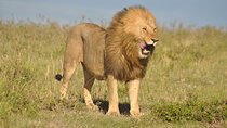 3 Days Amazing Masai Mara Safari