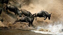 4 Days Masai Mara and Lake Nakuru Budget Safari Meals included