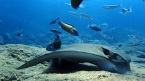Scuba Adventure – 2 Guided Dives from Our Boat in Tenerife
