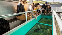 Glass Bottom Boat Tour