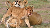 Half Day Safari at Nairobi National Park