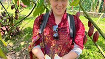 Private Tour of CACAO Chocolate Plantation and Processing
