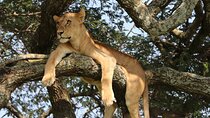 Best 7 Day 6-Night Tanzania Big Five Midrange Private Safari 