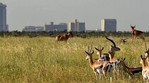Nairobi National Park and Giraffe Center day Tour