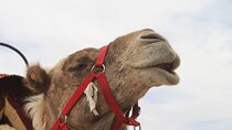 Stargazing and camel ride in the agafay desert