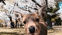 Nara : Private Day Walking Tour (From Osaka/Kyoto Possible)