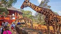 Giraffe Centre Safari Experience in Nairobi 