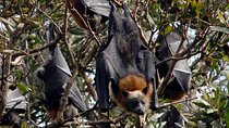 Walking with Sydney Flying Foxes (Fruit Bats)