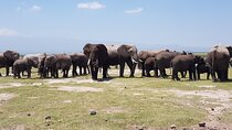 Day Tour to Amboseli National Park from Nairobi