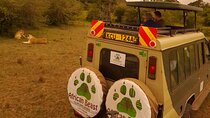 3 Days 2 Nights Masai Mara Safari staying inside the park