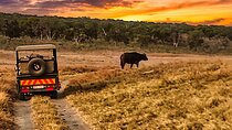 3 Hours Guided Safari Game Drive near Victoria Falls