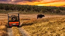 3 Hour Guided Safari in Zambezi National Park in 4x4