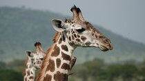 6 Days Mid-Range Tanzania Safari