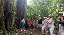 Bali Jungle Escapade: Rainforest and Waterfall Trekking