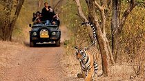 Private Tour from Delhi to Sariska Safari and Jaipur (1N/2D)