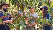Private Coffee Experience In Sabaneta