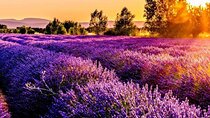 Lavender Fields Full Day Private Tour From Marseille