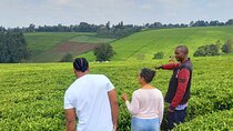 Riara tea farm tour with lunch and tea tasting from Nairobi 