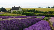 Cotswolds and Lavender Fields Tour with Country Pub Lunch