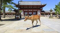 Nara 9hr Tour Licensed Guide&Vehicle: Kyoto pickup/Osaka dropoff