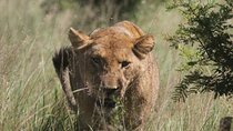 Full-Day Kruger National Park Safari