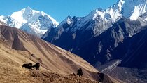 7 Day Guide Only for Private Langtang Trek from Kathmandu