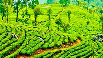 Tea Plucking and Tea Factory Visit from Nuwara Eliya