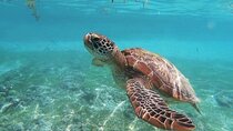 Swim with Sea Turtles in Akumal Plus Visit and Swim in a Cenote