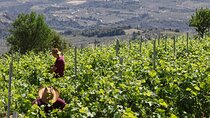 The Best Winery & Tasting Tour in Nemea.Enjoy a unique all day wine tasting tour