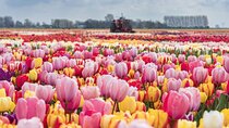 Private Tour to the Tulip Experience with Keukenhof Visit