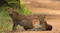 Yala National Park | Private Safari