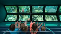 Key West Glass-Bottom Boat Tour with Sunset Option