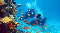 From Luxor: Hurghada 2-Day Tour with Snorkeling and Safari Tour