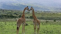 3-Day Meru National Park Private Guided Safari Tour
