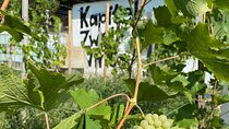 Taste and Tour Small Organic Wineries with a Winemaker