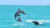 Key West's Favorite Afternoon Dolphin Sail