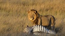 3 Days Budget Safari in Hwange National Park from Victoria Falls