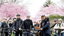 Washington DC Cherry Blossoms By Bike Tour