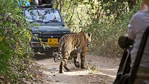Private Day Trip To Ranthambore National Park from Jaipur